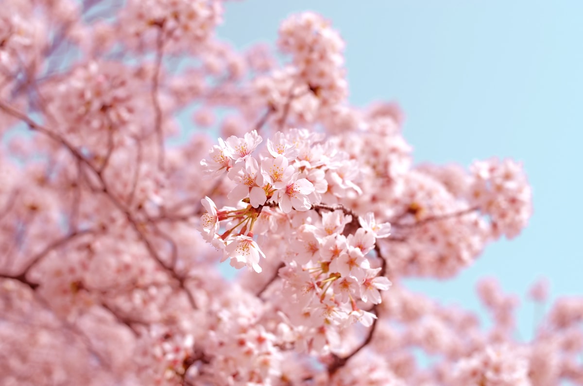 Cherry blossom trees in full bloom along a Japanese canal